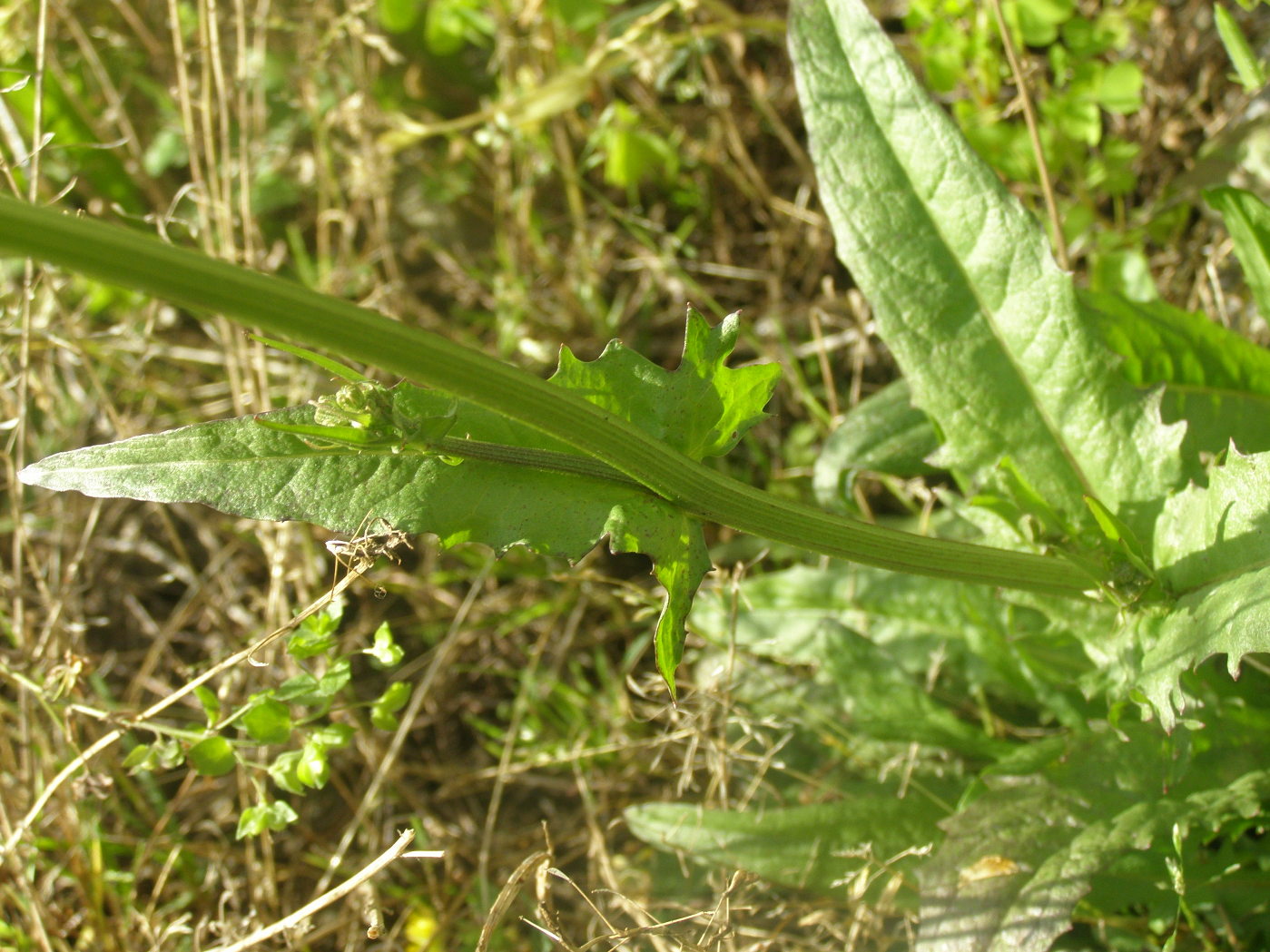 asteracea - Crepis sp.